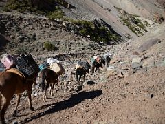 03 Mules Carrying Loads Up The Relinchos Valley From Casa de Piedra To Plaza Argentina Base Camp